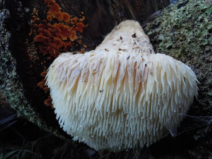 Ежевик (ежовик) гребенчатый