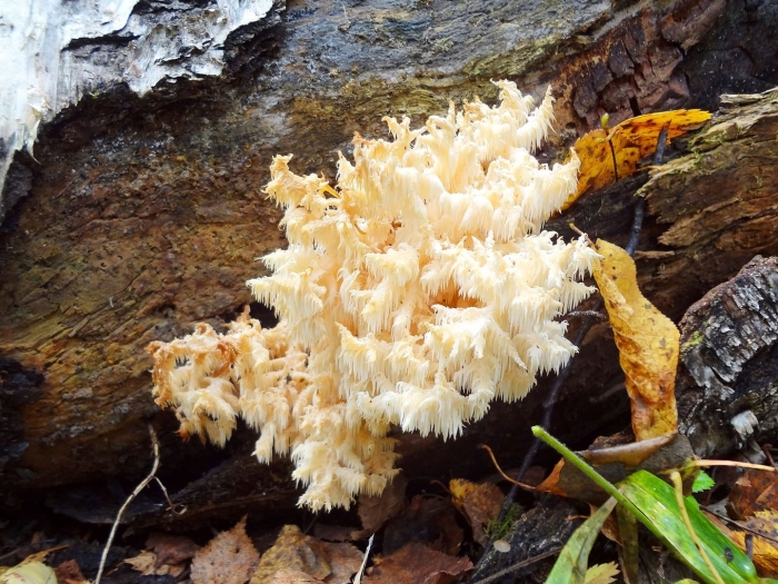 Ежовик коралловидный гриб