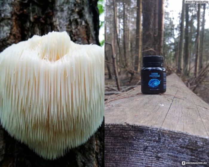 Ежовик гребенчатый гриб