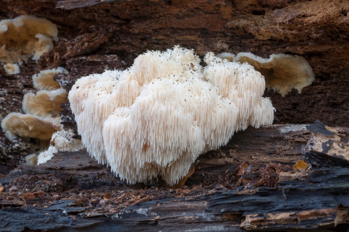 Hericium erinaceus