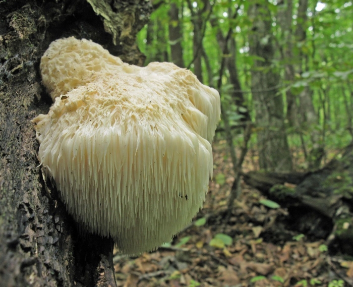 Eжовик гребенчатый