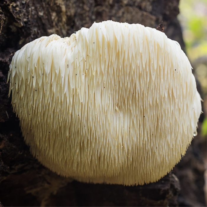 Ежовик гребенчатый побочный эффект