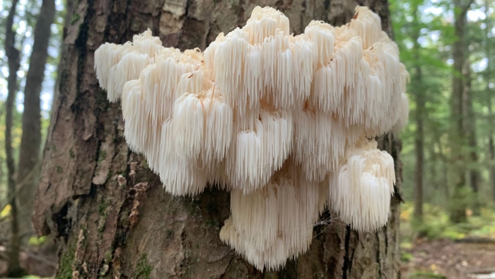 Ежевик гребенчатый lions mane