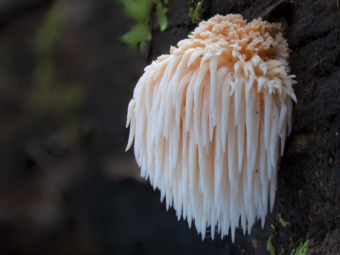 Гриб ежовик гребенчатый