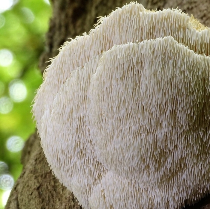 Ежовик гребенчатый мицелий