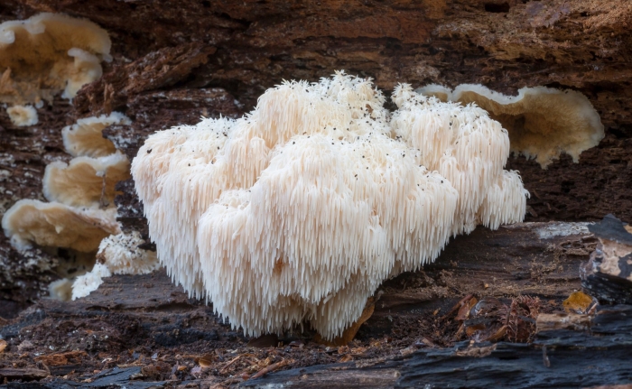 Ежовик гребенчатый (львиная грива)