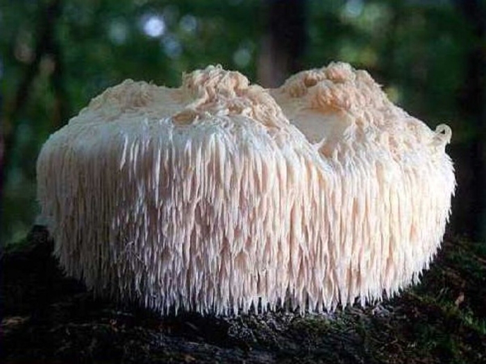 Гериций гребенчатый гриб ежевик