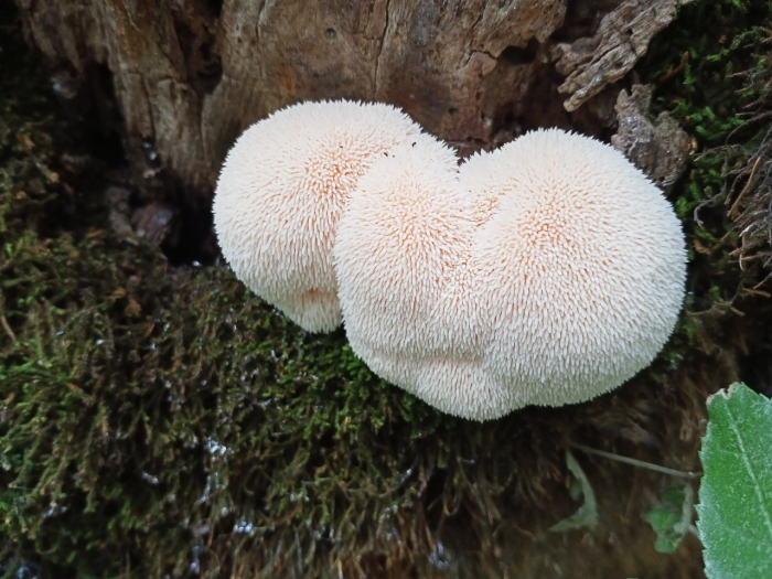 Ежовик герициум