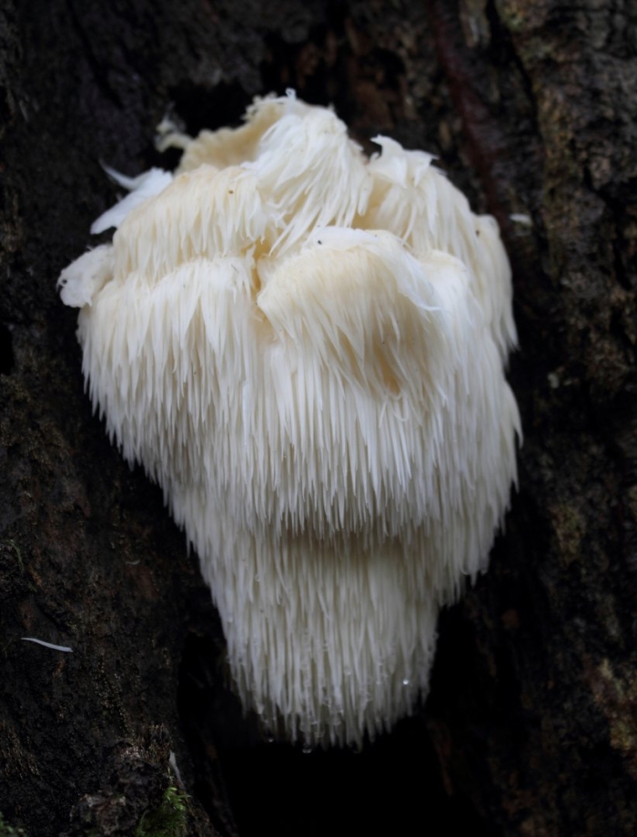Hericium erinaceus