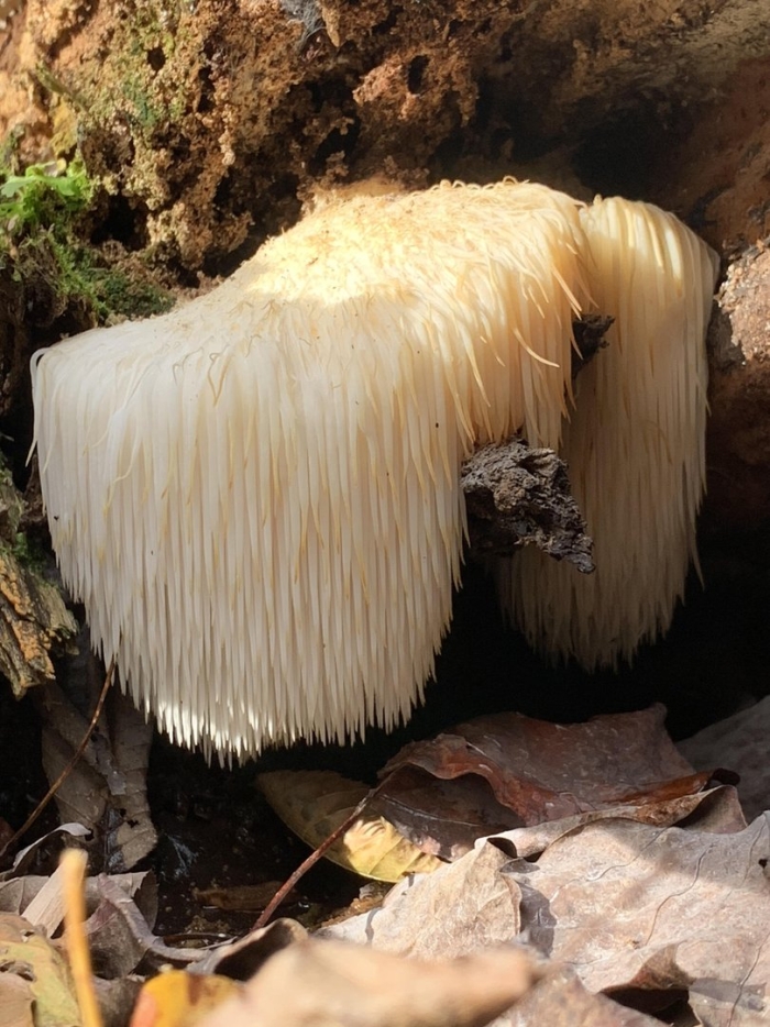 Грибная лапша гриб