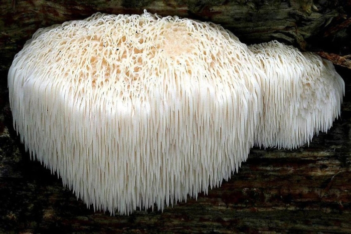 Мицелий ежовика гребенчатого