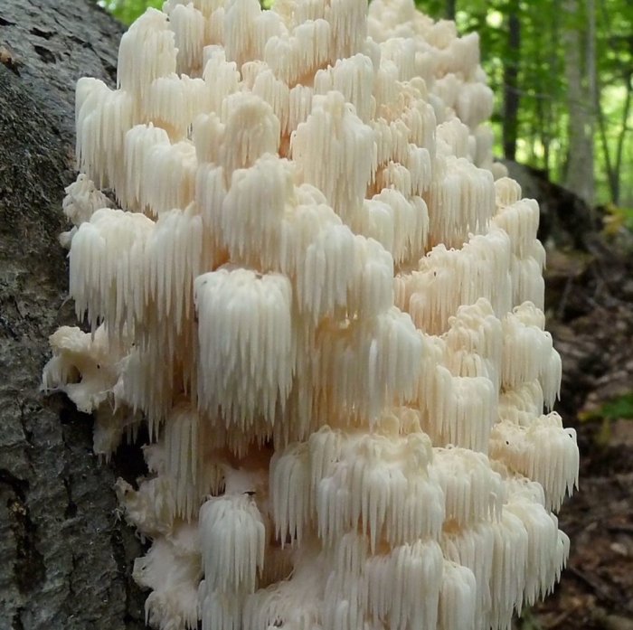 Ежовик гребенчатый гриб