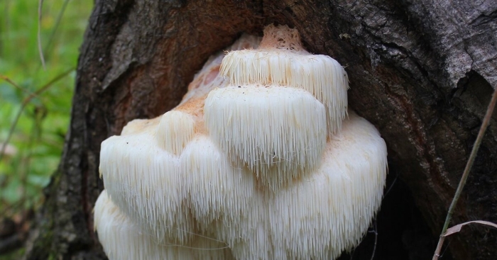 Ежовик гребенчатый гриб