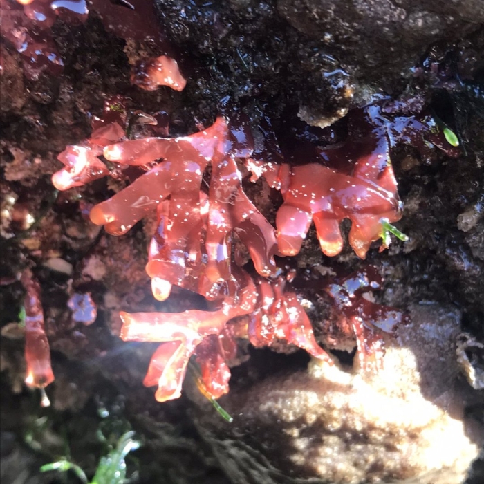 Красная водоросль