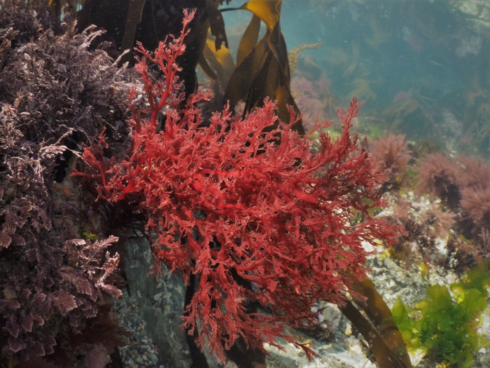 Водоросли красные