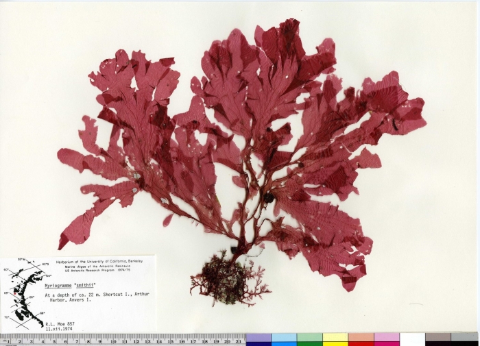 Красные водоросли филлофора