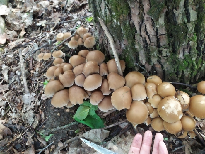 Psathyrella piluliformis