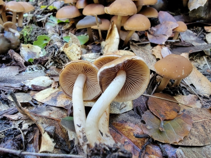 Psathyrella piluliformis