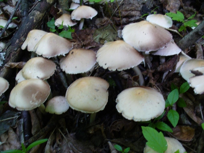 Псатирелла кандолля