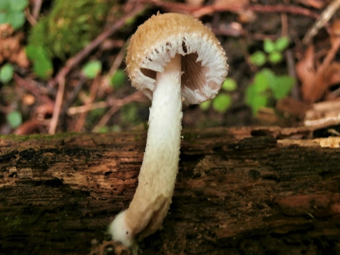 Psathyrella cotonea