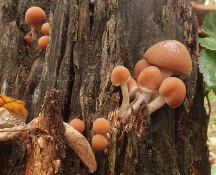 Галерина окаймленная