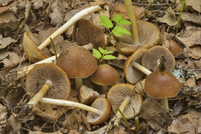 Psathyrella spadiceogrisea