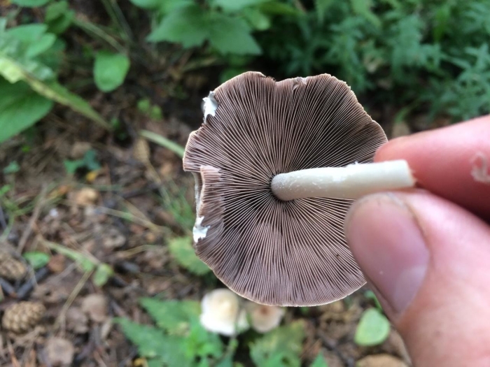 Panaeolus cinctulus