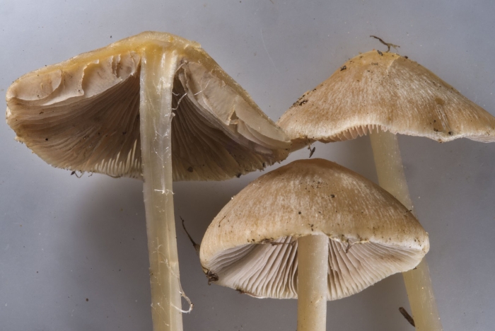 Bolbitius aleuriatus