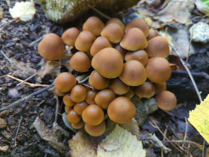 Летний опенок kuehneromyces mutabilis