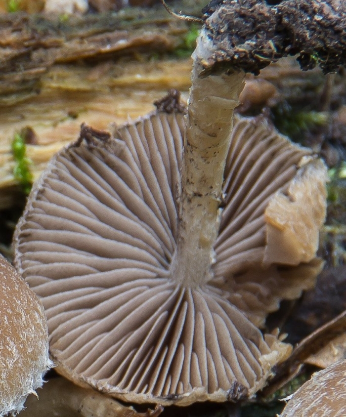 Inocybe geophylla
