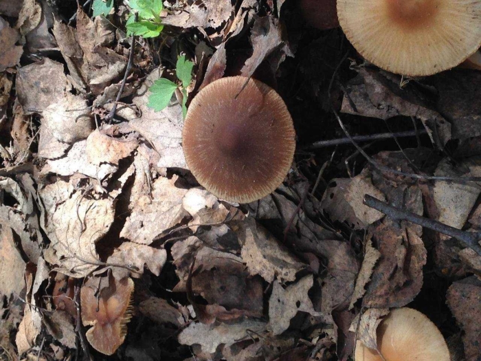 Псатирелла гриб