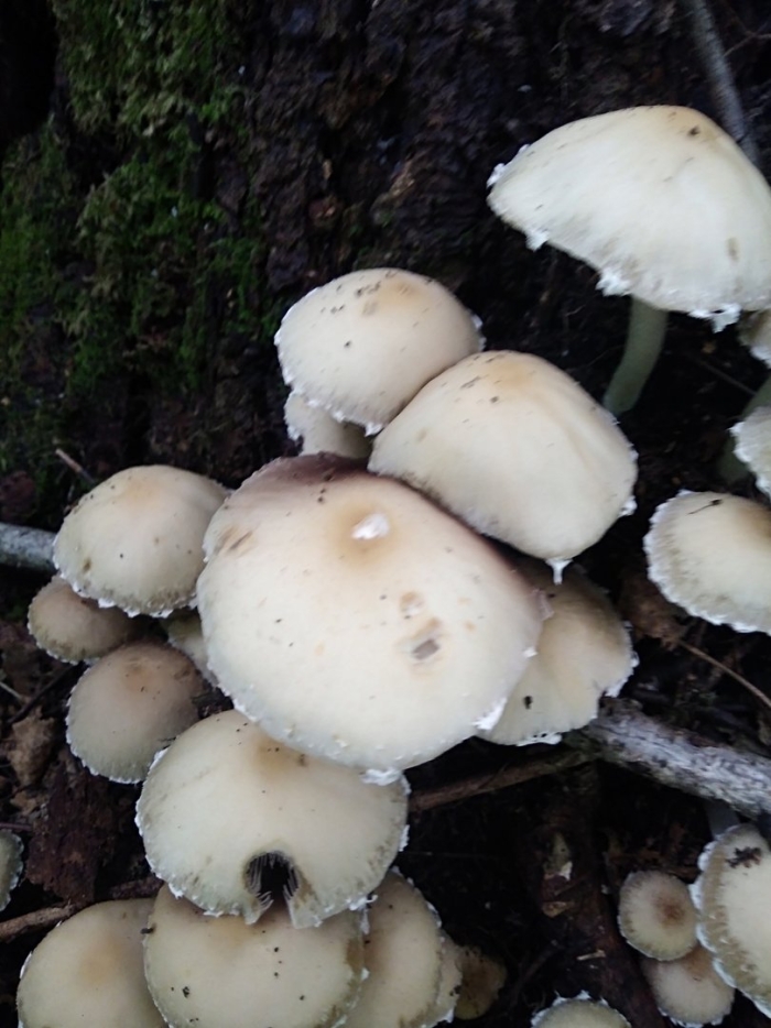 Гриб псатирелла кандолля