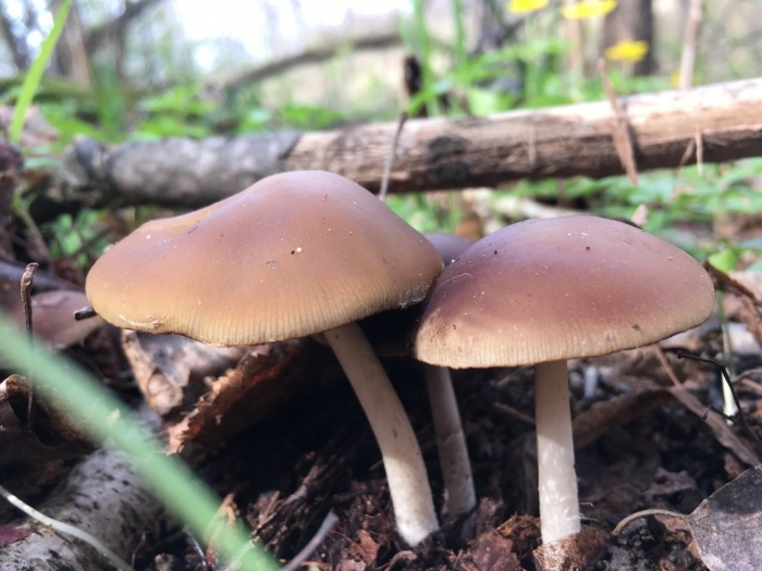 Псатирелла водолюбивая