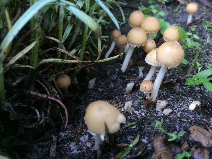 Psathyrella candolleana