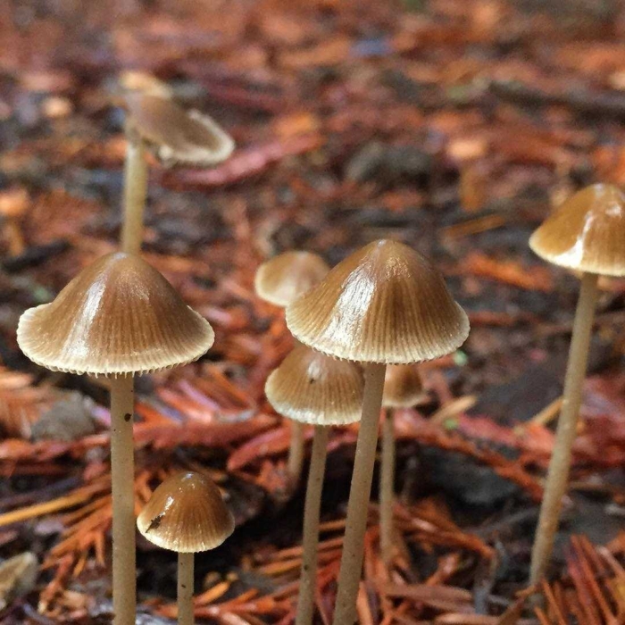 Mycena viscidocruenta
