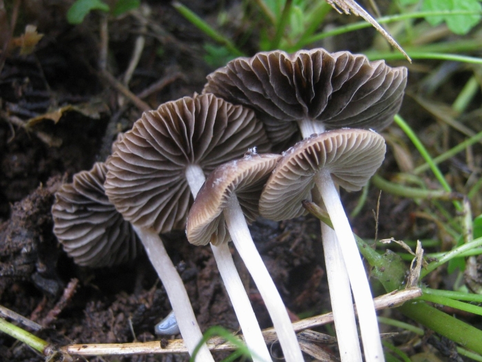 Psathyrella bipellis