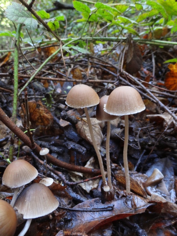 Mycena epipterygia