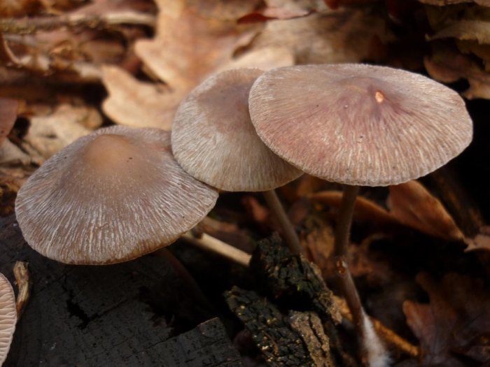 Mycena purpureofusca