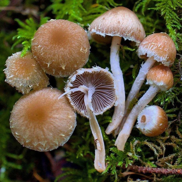 Hypholoma marginatum