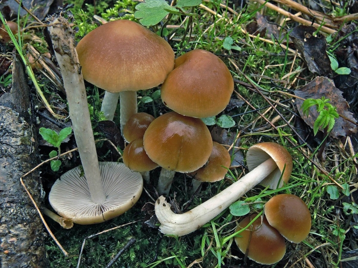 Псатирелла буро-серая