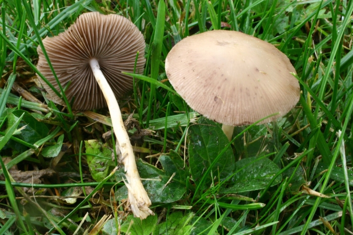 Гриб псатирелла кандолля