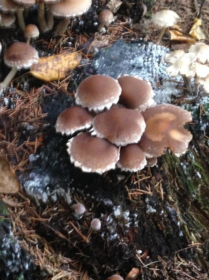 Psathyrella piluliformis