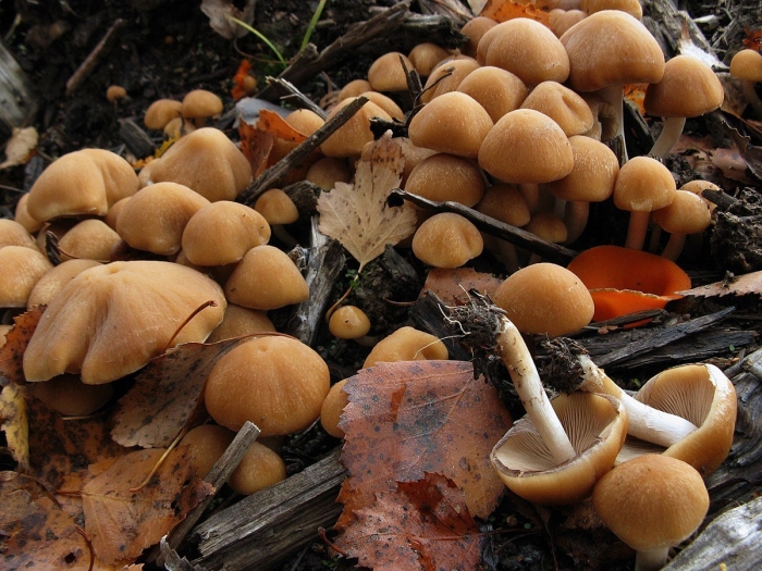 Psathyrella piluliformis