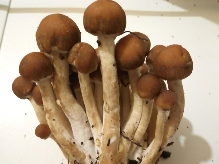 Псилоцибе кубенсис