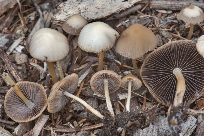 Psathyrella corrugis