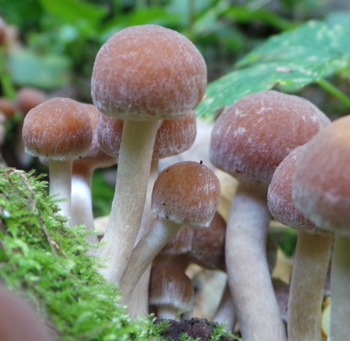 Псатирелла шаровидная