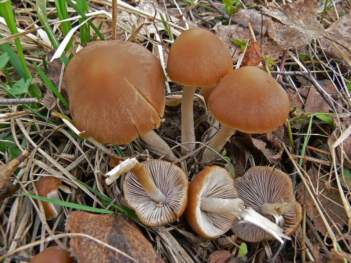 Psathyrella conopilus