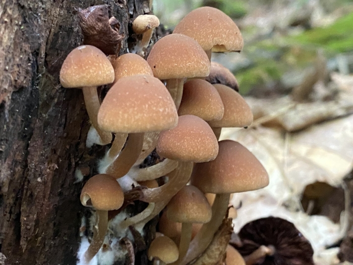 Psathyrella piluliformis