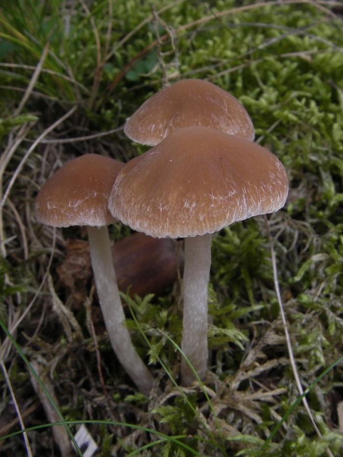 Псатирелла водолюбивая