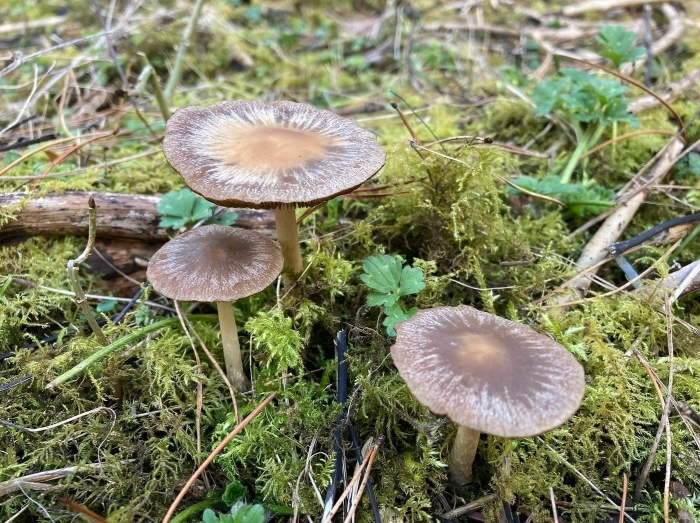 Волоконница сине-зеленая гриб